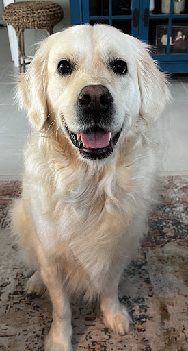 Arnold Pet Clinic