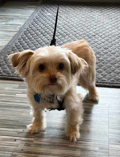 Lake Wissota Animal Hospital - Thumbnail