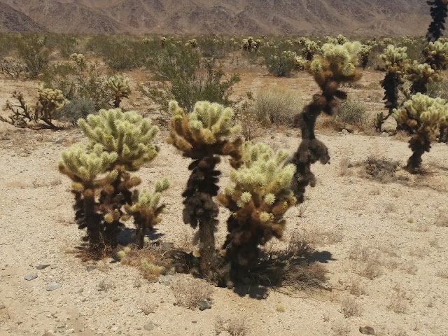 Cholla Cactus Garden