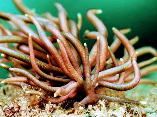 Ametlla Diving - Thumbnail