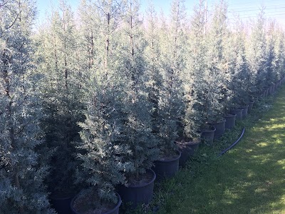 Photos of Abies Fidancılık
