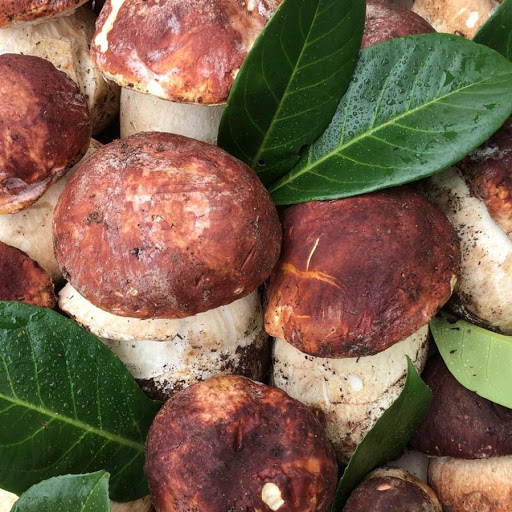 FRUCTUS Vimercate - Visual
