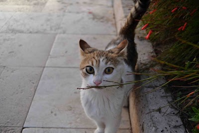 Pamir Veteriner Kliniği