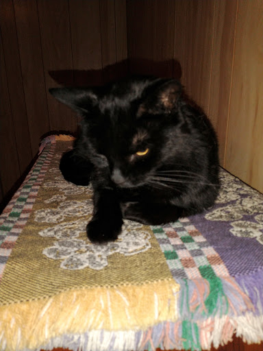 Animal Care Sanctuary - Thumbnail
