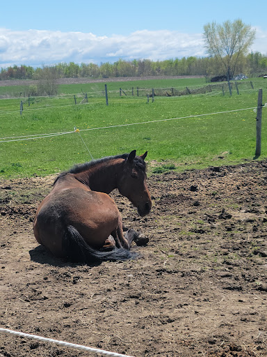 Green Mountain Stables, LLC - Thumbnail