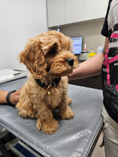 Melton Family Vets - Thumbnail