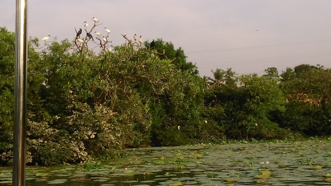 Diyawanna Boat Service, Author: Dhananjaya Samarasekara