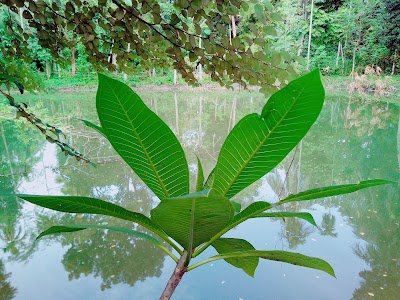 Photos of ফুলবদিনা আশ্রম