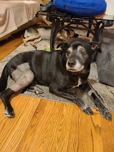 Veterinary Orthopedic Center - Thumbnail