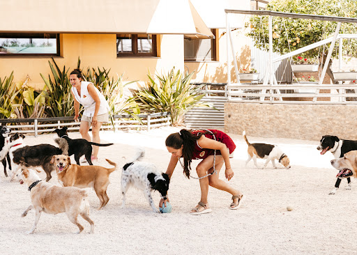 Hotel para perros KanyKat - Hotel de superlujo para perros y gatos - Residencia Canina 5 estrellas