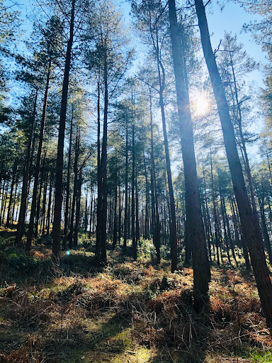 Beech Estate Campsite - Thumbnail