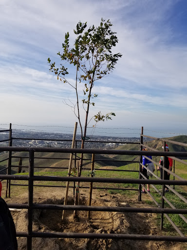 Two Trees - Visual