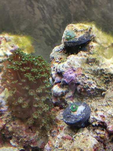 Corals World - Visual