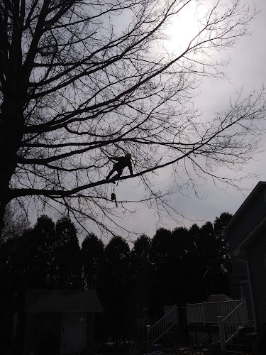 Limb Walker Tree Service