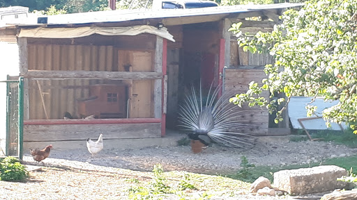 Jurassic Farm - Thumbnail