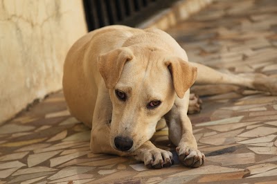 Photos of Touray & Meyer Veterinary Clinic