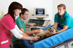 Photo n°24 de Clinique Vétérinaire du Lac à Sevrier (Clinique vétérinaire)