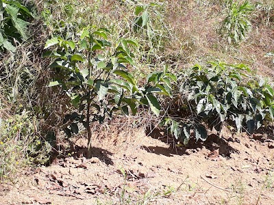 Photos of Parramos Park