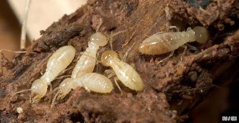 Best termites Gers traitement charpente bois contre les xylophages, capricornes, vrillettes, termites