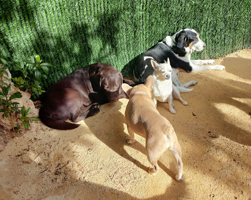 Hotel para perros Huellas y Manchas