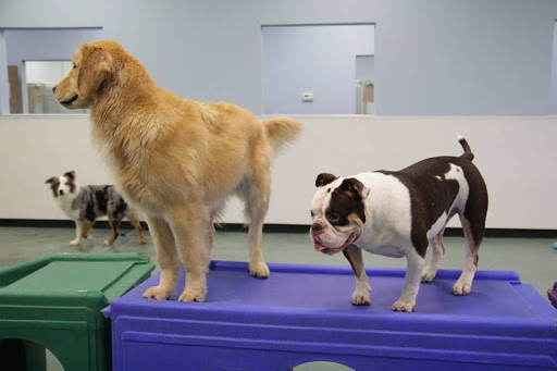 Blue Water Pet Care, Inc. - Thumbnail