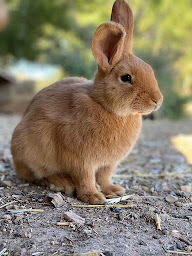 Photo n°26 de Les Terres d'Amélie à Lançon-Provence (Chambre d'hôtes)