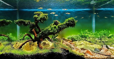 Photos of Tuna Akvaryum - Akvaryum imalatı