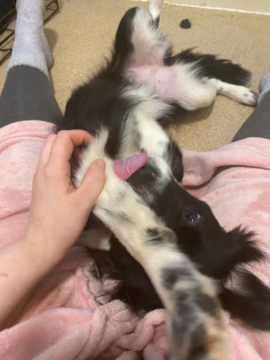 Chloe’s Zoomies & Pet Care Gallery - United Kingdom
