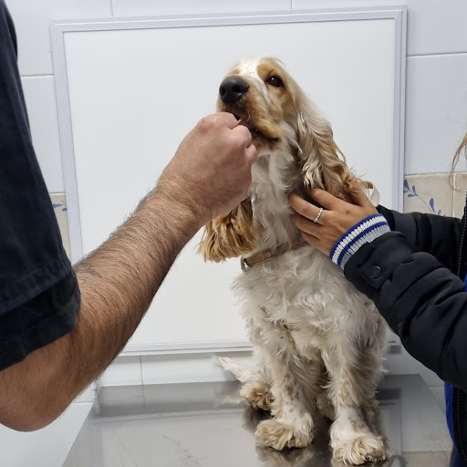 Clinica Veterinaria Mascotiti, Urgencias 24 horas
