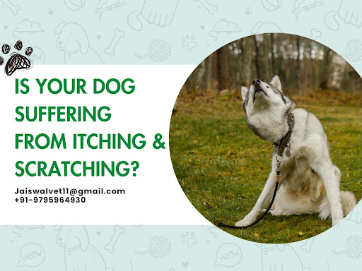 Is Your Dog Suffering from Itching & Scratching?	 post image
