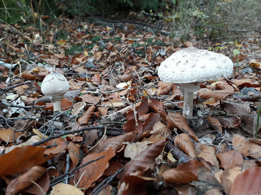 SeeDiehle - Eventlocation am See - Thumbnail