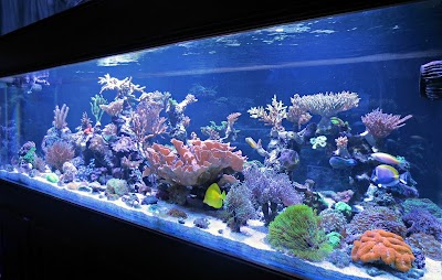 Photos of Su Acuario Marino