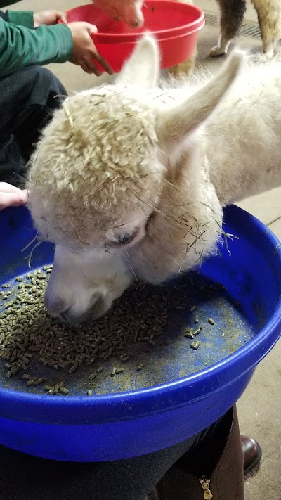 Alpacas at Marquam Hill Ranch