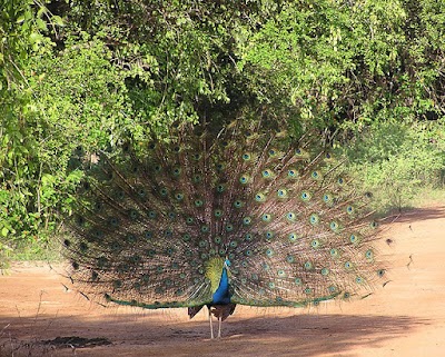 Photos of Yala,Bundala Safari Jeep Services
