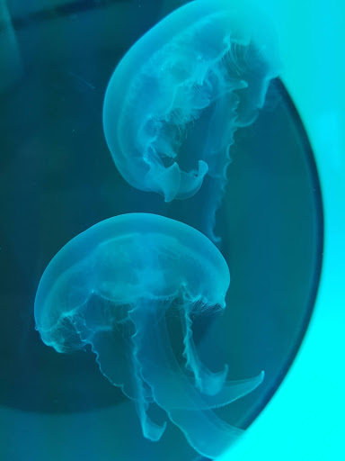 Jellyfish Concept - Thumbnail