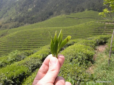 Stone Leaf Teahouse