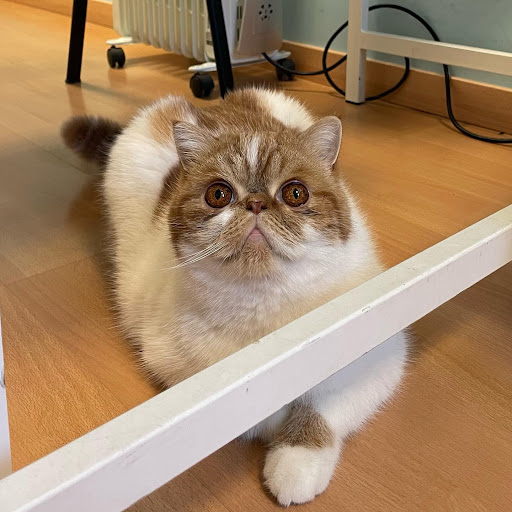 Centro Veterinario Siete Vidas