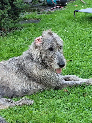 Dr. Günter Fenn veterinarian - Thumbnail