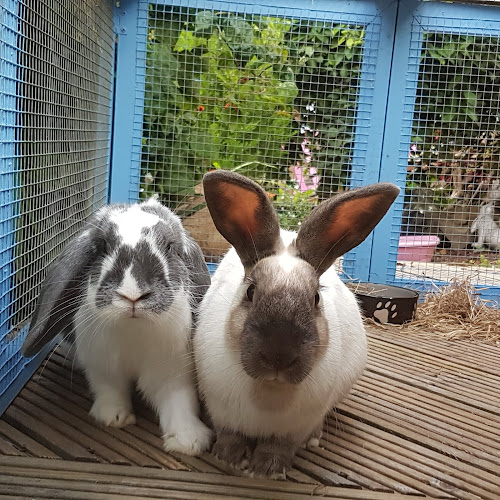 Derrick's Den Rabbit Boarding