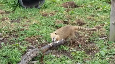Photos of Curraghs Wildlife Park