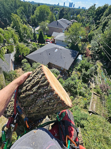 Good Feller Tree Care work photo 1