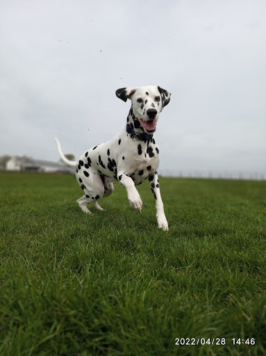 Paws 2 Run - Visual