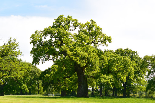 Naturdenkmal Huteeichengruppe - Thumbnail