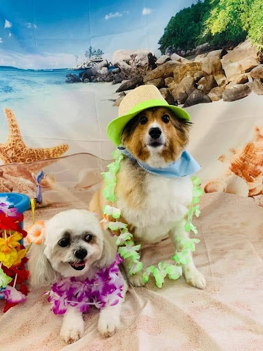 Gainesville Animal Hospital West - Thumbnail