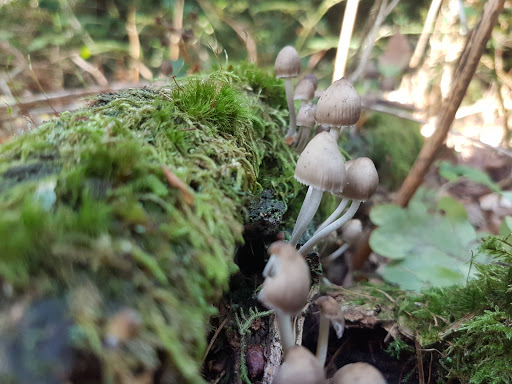 Forest Bere - Visual
