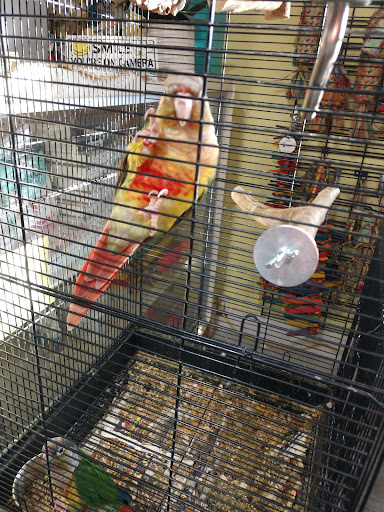 Parrot Cabana - Thumbnail