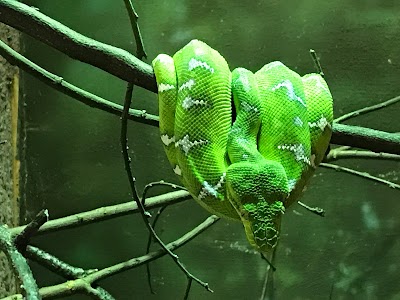 Discovery Center and Herpetarium