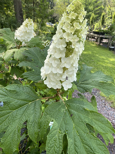 Behmerwald Nursery - Thumbnail