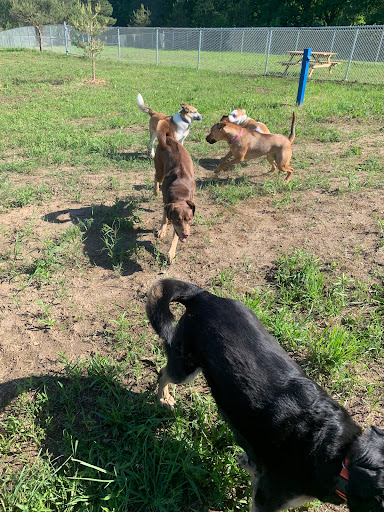 Shelburne Off Leash Dog Park