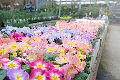 In-Excess Fair Oak Garden Centre - Thumbnail
